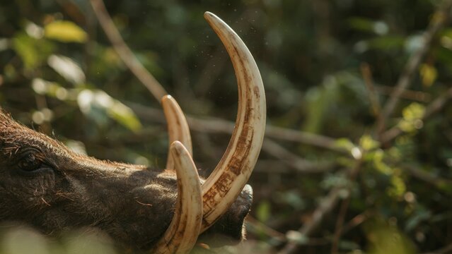 A close-up shot of a babirusas distinctive curling tusks set against a natural, blurred forest backdrop.