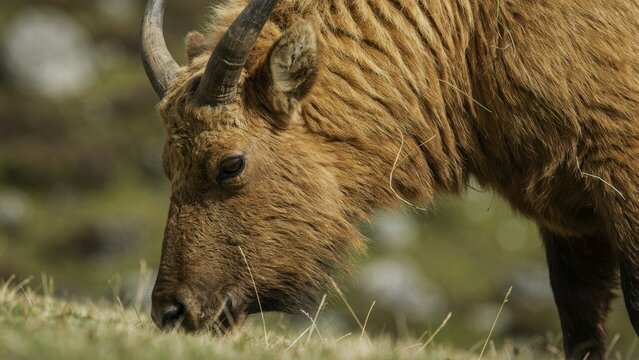 Mishmi takin grazing in the Himalayan highlands.