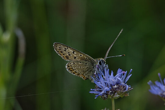 Close-up of a small brown butterfly with spotted wings resting on a purple flower