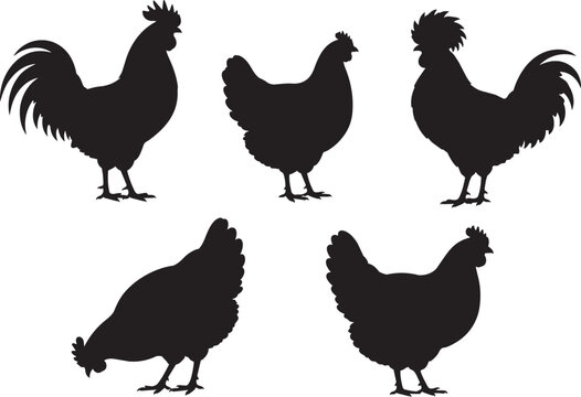 chicken and rooster silhouette set with different poultry poses vector illustration