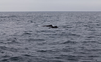 Fototapeta premium Dorsal Fins Of Two Humpback Whales Monterey Bay