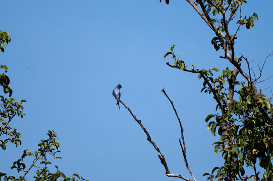 A male Crested treeswift showing its distinct crest, chestnut orange cheek patch, slate grey plumage and long forked tail. The bird perched alert at the tip of an open, bare tree branch .