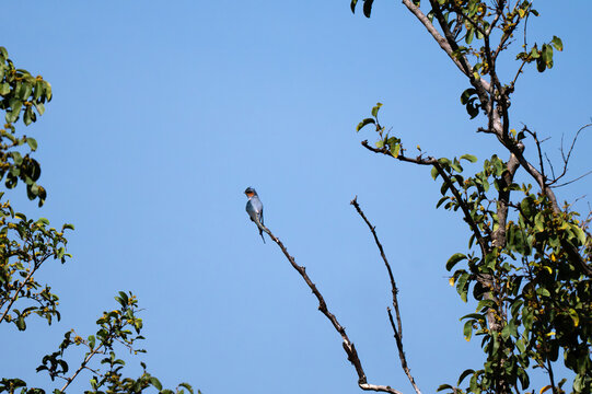 A male Crested treeswift showing its distinct crest, chestnut orange cheek patch, slate grey plumage and long forked tail. The bird perched alert at the tip of an open, bare tree branch .