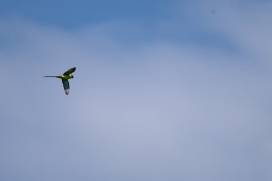 A vibrant Male Plum headed parakeet in mid flight against a clear, neutral sky. The birds distinctive maroon red head, yellow neck collar, bright green plumage and long slender blue tipped tail