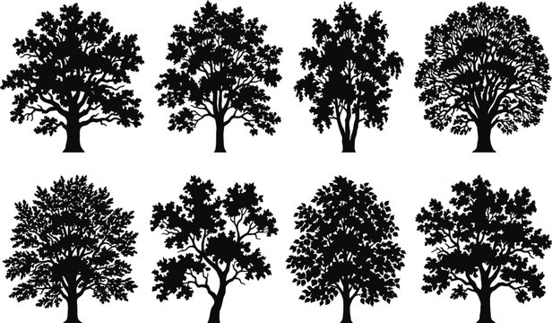 Tree silhouettes set featuring various detailed oak maple elm deciduous trees for nature landscape vector illustration