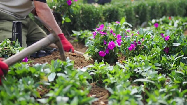 Gardening with flowers in a sunny outdoor area