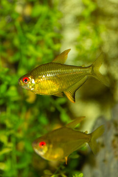 Lemon tetra fish Hyphessobrycon pulchripinnis swimming in a lush planted freshwater aquarium.