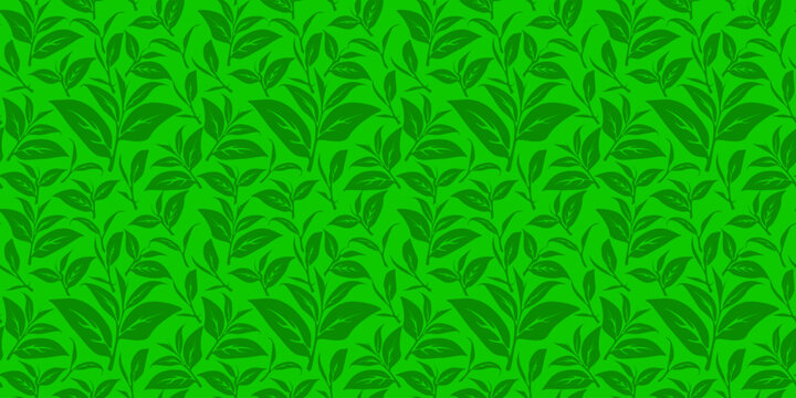 tea leaves pattern background. green leaves vector pattern background. Green tea leaf seamless pattern. seamless patterns with green leaves of tea.