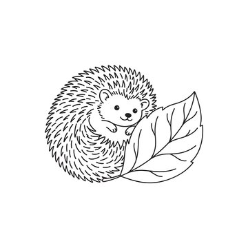 Cute hedgehog curled up with a leaf, hand drawn black and white vector illustration.