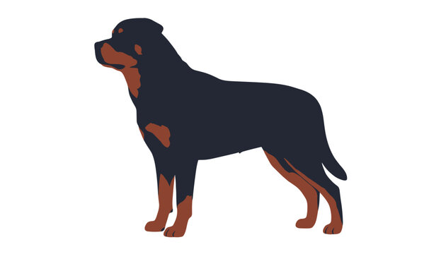 Proud black and tan rottweiler dog stands majestically in silhouette profile view against a clean white backdrop.