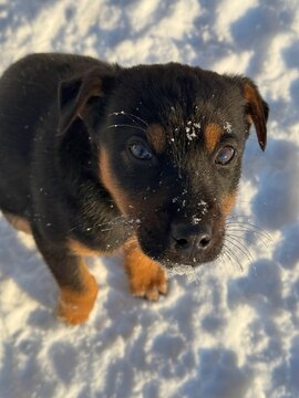 Sad stray puppy in snow 