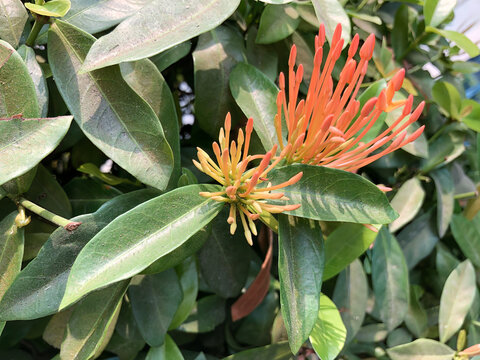 Natural view of orange ixora flowers surrounded by green leaves in tropical garden. Decorative flowering shrub representing freshness, biodiversity, outdoor beauty, and botanical lifestyle themes.