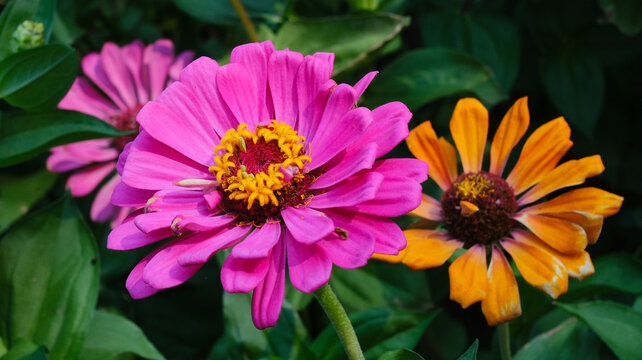 Zinnia for a greeting card. In one close‑up shot, there&rsquo;s a bright pink zinnia and a yellow flower in the background, in a bokeh style. Summer concept.