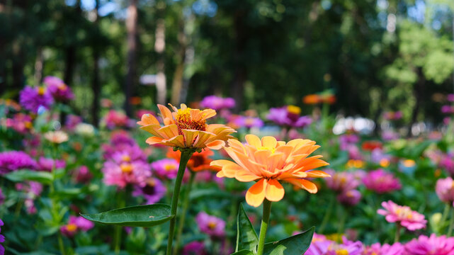 A multitude of bright pink and yellow zinnia flowers against a soft bokeh background. A bright red zinnia flower in a summer garden.