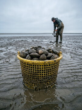 Freshly harvested clams in basket with person working on muddy tidal flats, seafood industry concept.