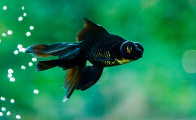 HD aquarium footage: close-up of a black goldfish swimming, lively moments against a backdrop of bright green aquatic plants © Yf