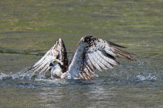 獲物を捕りに川に飛び降りたミサゴ(Osprey)