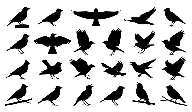 Black and White Lark Bird Silhouette Vector Set with Flying and Perching Birds
