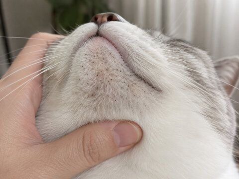 Close-up of cat chin acne with blackheads and clogged pores