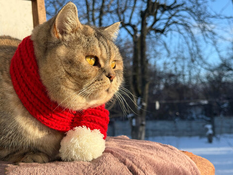 A cute cat looks at a snowy street
