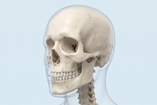 医学教育用の詳細な人間頭蓋骨解剖モデルの横側面図
