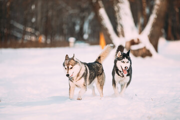 Funny Happy Siberian Husky Dog Outdoor In Snowy Park At Sunny Winter Day. Smiling Dog. Active Dogs Play In Snow. Playful Pet Outdoors At Winter Season © Great Brut Here