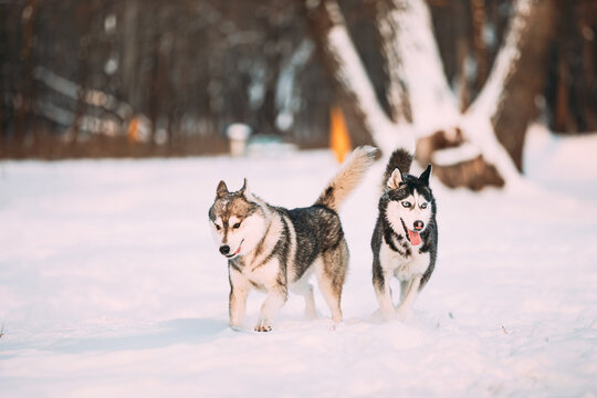 Funny Happy Siberian Husky Dog Outdoor In Snowy Park At Sunny Winter Day. Smiling Dog. Active Dogs Play In Snow. Playful Pet Outdoors At Winter Season