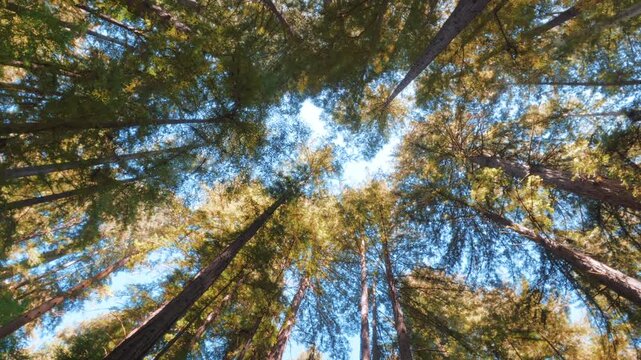 view of Redwood forest of Santa Cruz, California