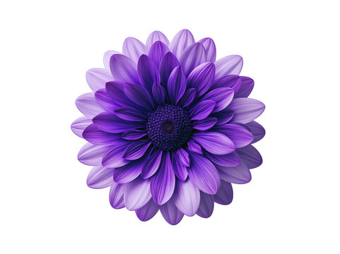 Single purple dahlia flower isolated on white background for floral design