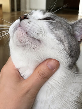 Cat with blackheads and feline acne on the chin