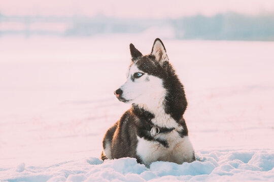 Siberian Husky Dog Sitting Outdoor In Snowdrift At Sunny Winter Day. Dog Sit In Snow. Pet Resting Outdoors At Winter Season