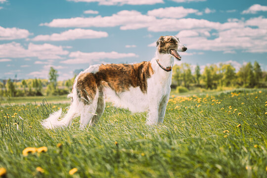 Russian Dog, Borzoi At Summer Sunny Day. Russian Hunted Dog At Meadow Or Field. Summer Season. Russkaya Psovaya Borzaya, Psovoi On Summer Grass. Bright Shine Sky