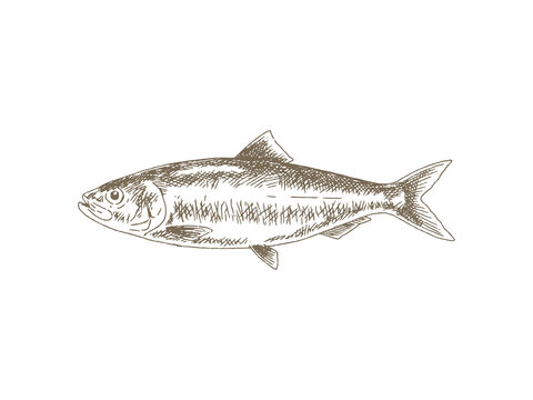 Hand Drawn Herring Illustration, Vintage Engraving Style