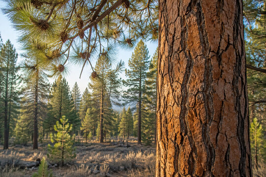 Ponderosa pine trunk with needles and cones in forest, nature and wilderness concept