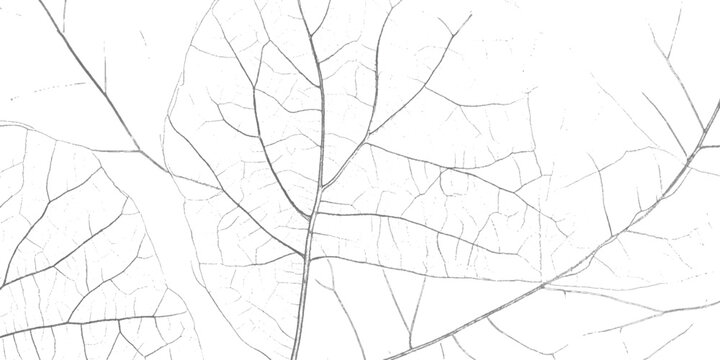 Close up of intricate grey leaf veins against a stark white background showing delicate branching patterns