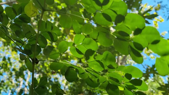 Low angle shot of fresh green moringa oleifera leaves against clear blue sky in bright sunlight