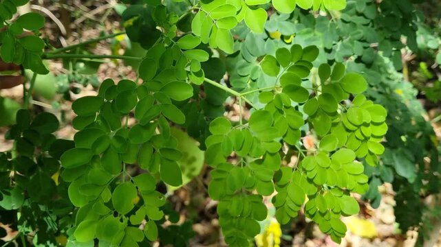 Low angle shot of fresh green moringa oleifera leaves against clear blue sky in bright sunlight