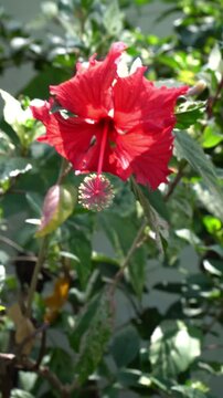 vertical video of A detailed view of a single red hibiscus flower also known as Bunga sepatu, Bunga raya, Wara-Wiri, or Worawiri, and scientifically named Hibiscus rosa-sinensis L.                    