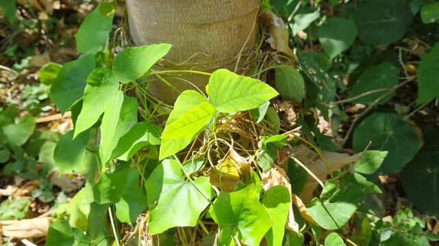Close-up of green climbing vine leaves wrapping around a tree trunk in sunlight