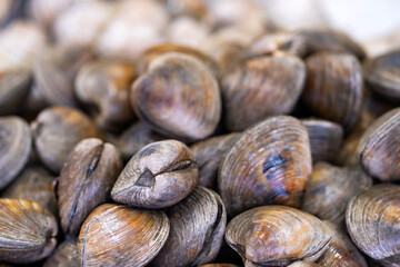 Ridged clam shell. Ridged shell texture. Raw ridged shellfish. Fresh ridged mollusk. © Volodymyr