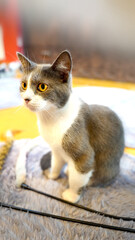 Curious British Shorthair Cat with Gray and White Fur Close-up © nana