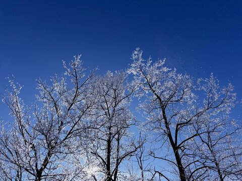 Winter nature snowy frozen trees and blue sky with snowflakes 
