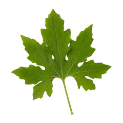 Fresh green bitter gourd leaf isolated on transparent background © floralpro