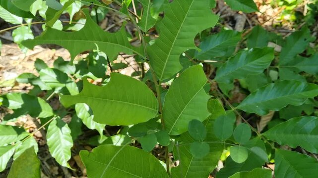 Close-up of vibrant green tropical plant sapling with broad leaves in natural sunlight