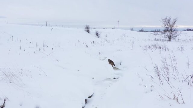 Lone wolf walking through snowy landscape in wintertime.
