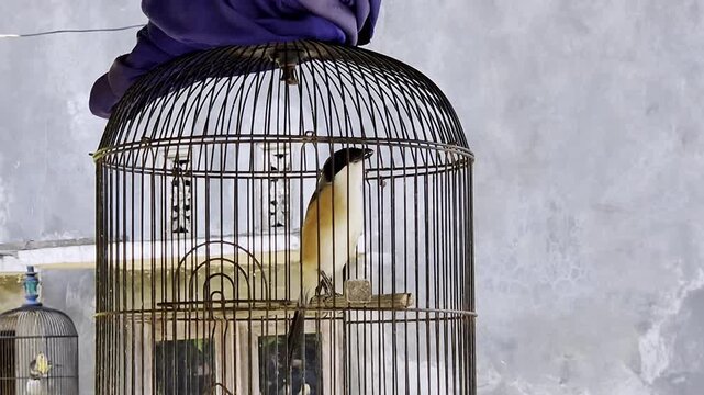 Small bird perched inside hanging bamboo cage outdoors, representing pet bird, bird cage, and traditional bird keeping footage.