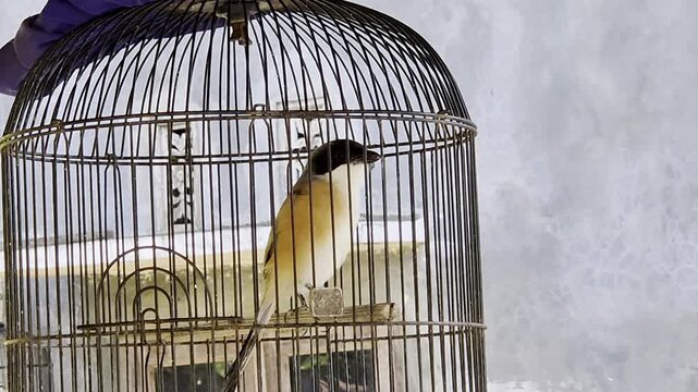 Close up small bird perched inside hanging cage outdoors, representing pet bird, bird cage, and traditional bird keeping footage.
