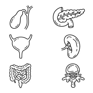 Human internal organs set including gallbladder pancreas bladder kidney intestine and spine represented as simple black outline medical vector icons