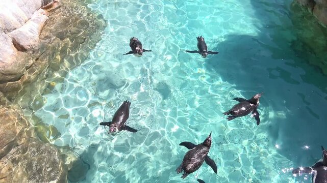 水中を泳ぐフンボルトペンギンの群れ 4K 俯瞰ショット