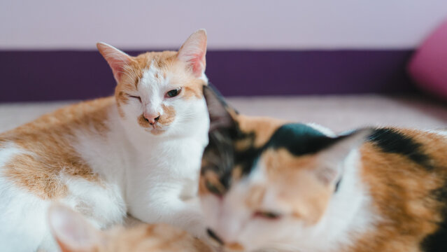 Funny orange and white tabby cat winking one eye while resting indoors. Blurred calico feline in foreground. Concept of humorous pet behavior, animal meme, and domestic companion.